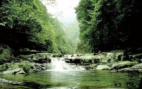 湖南借母溪原始大森林-经济网-中国经济周刊