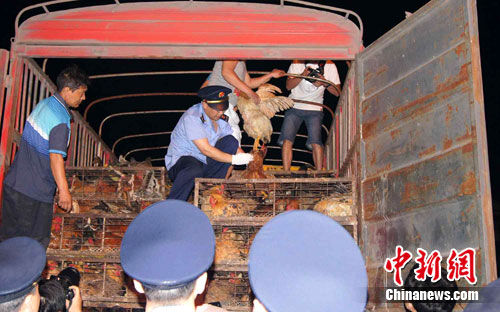 重庆查获商贩给活鸡灌注矿石粉增重-经济网-中