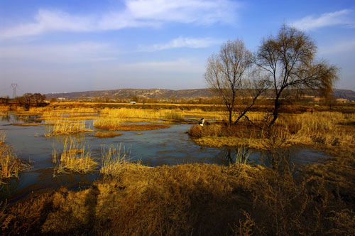 西安浐灞生态区浐灞河湿地