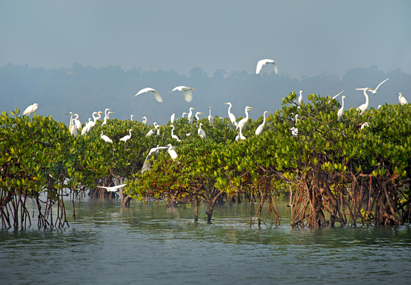 广西山口红树林生态保护区地处亚热带