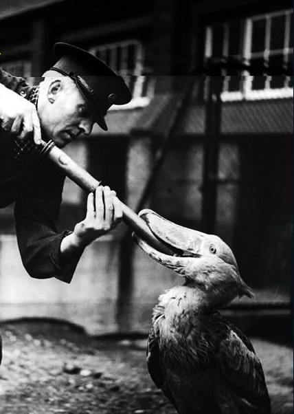 禽流感·影像史