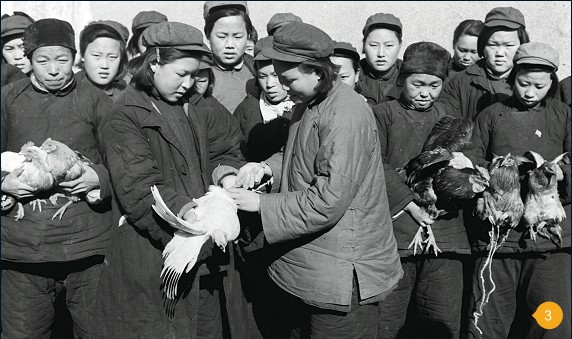 禽流感·影像史_杂志文章_经济网_国家一类新