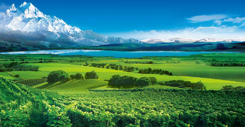 中信国安新疆天山北麓生态葡萄种植基地